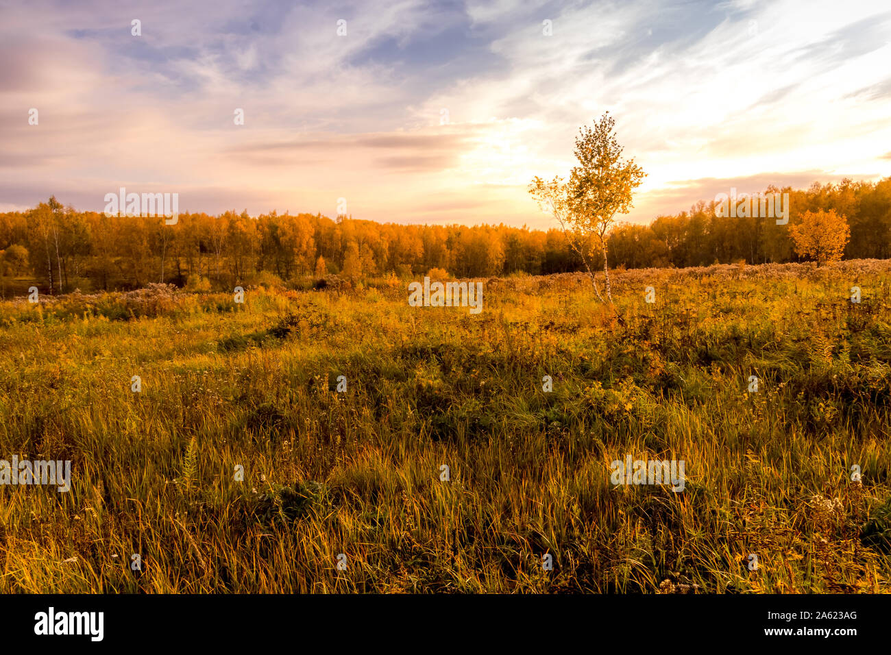 Scene of sunset on a field with grass, trees and dramatic cloudy sky ...
