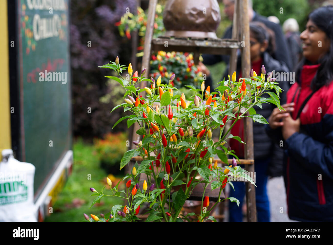 Culmstock Chilli Co's displaying a Razzamatazz Chilli Plant for sale at Wells Food Festival on Bishop's Palace Grounds Stock Photo