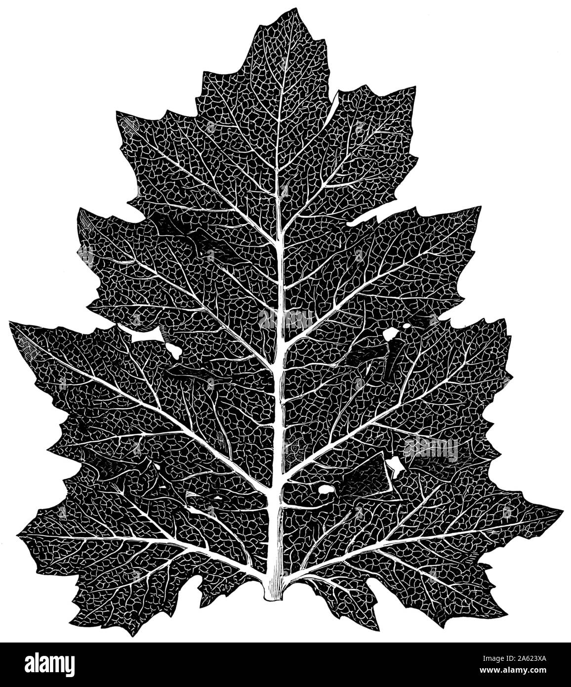 White acanthus leaves hires stock photography and images Alamy