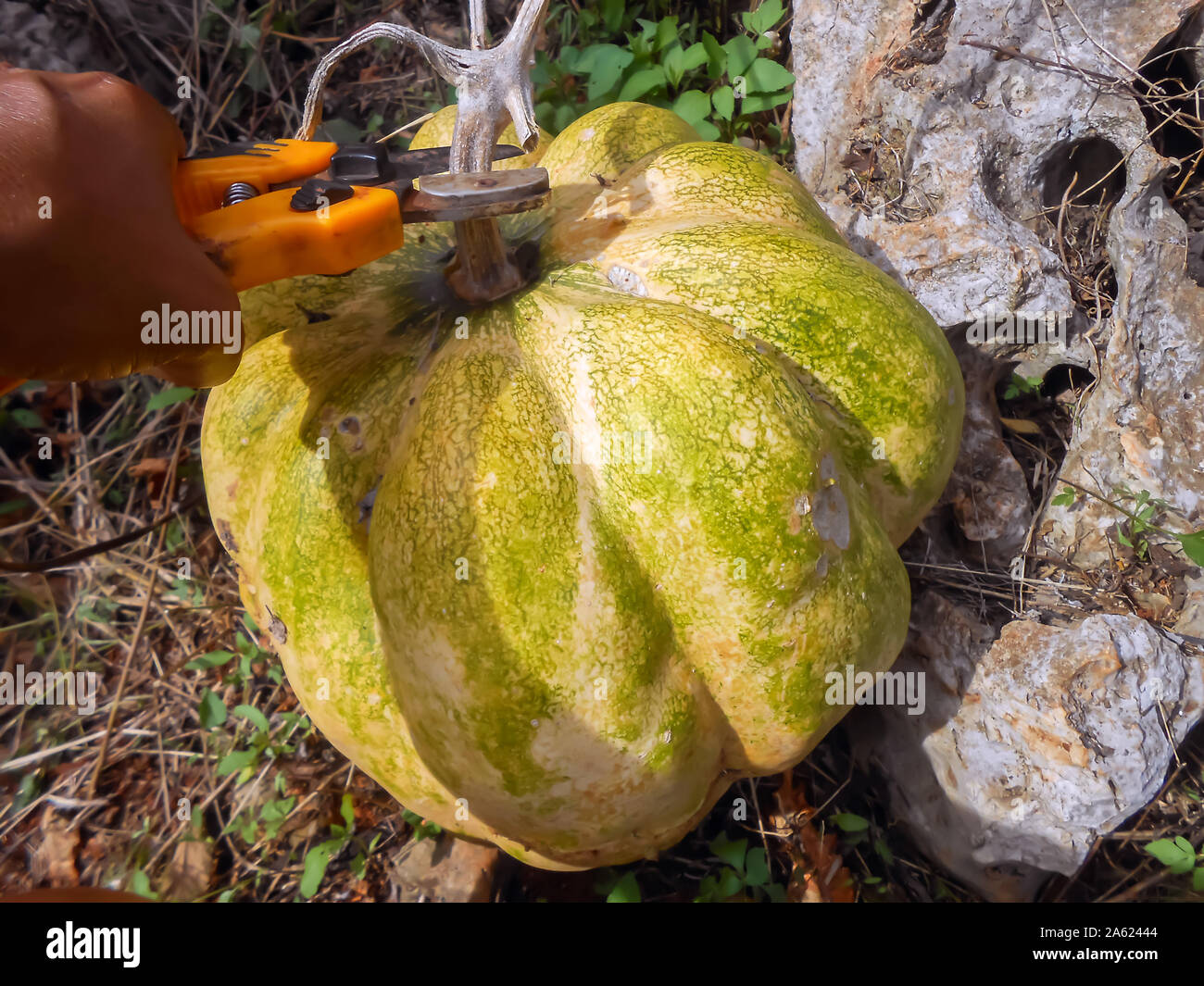 Harvesting Pumpkin In The Sun Stock Photo