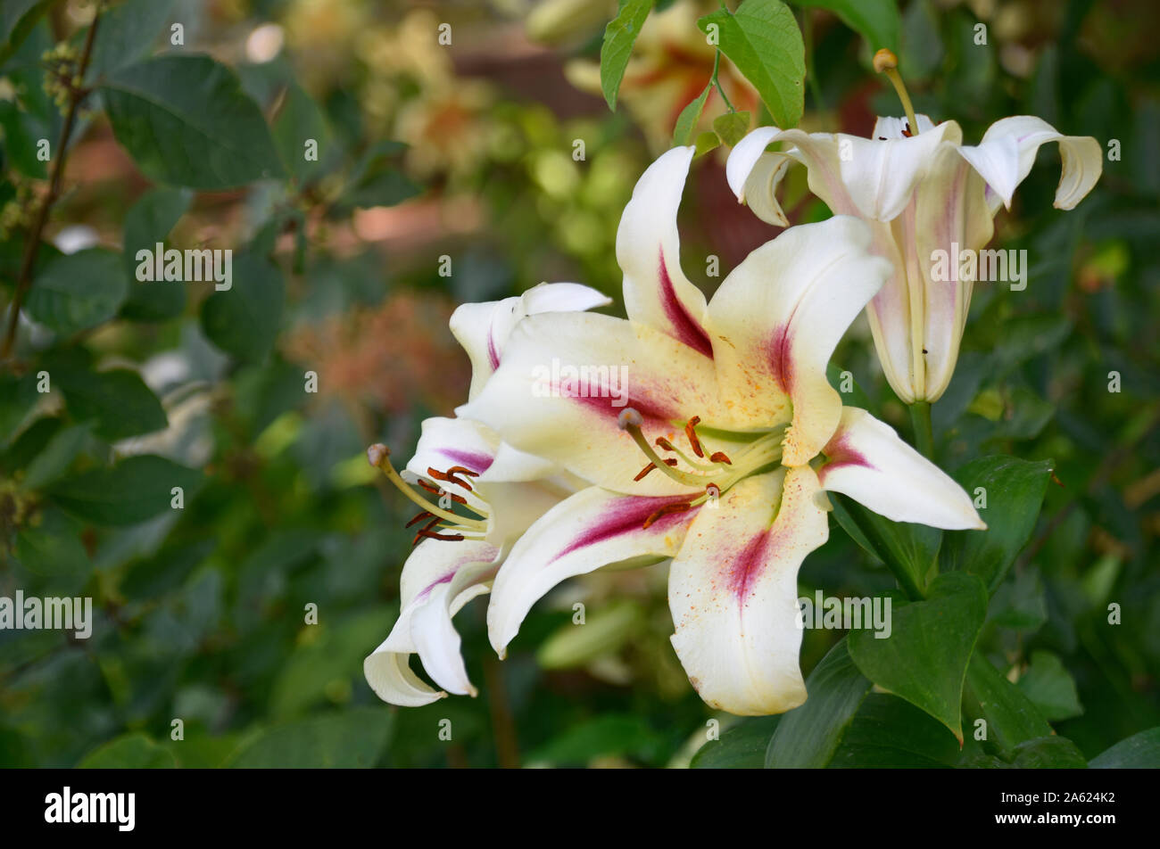 Bright White and Red Oriental Lillie's at the Botanical Gardens in New Mexico Stock Photo