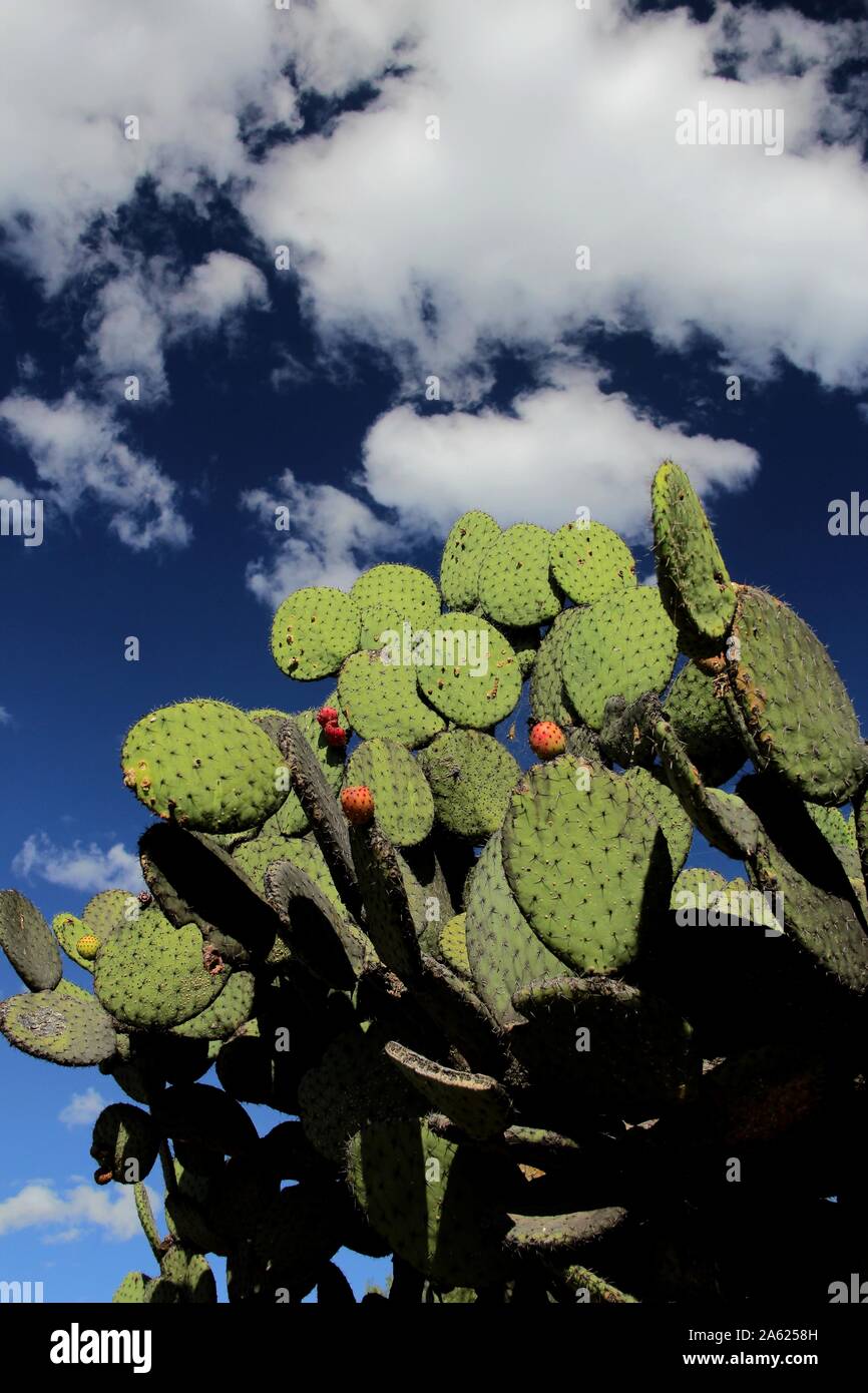 Nopal Cactus (Opuntia Cacti) growing in Teotihuacan, Mexico Stock Photo