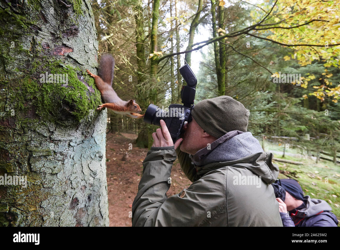 Photographer taking pictures of a Red Squirrel, Sciurus vulgaris,  that is posing in front of the camera, Snaizeholme near Hawes, Yorkshire Dales Nati Stock Photo