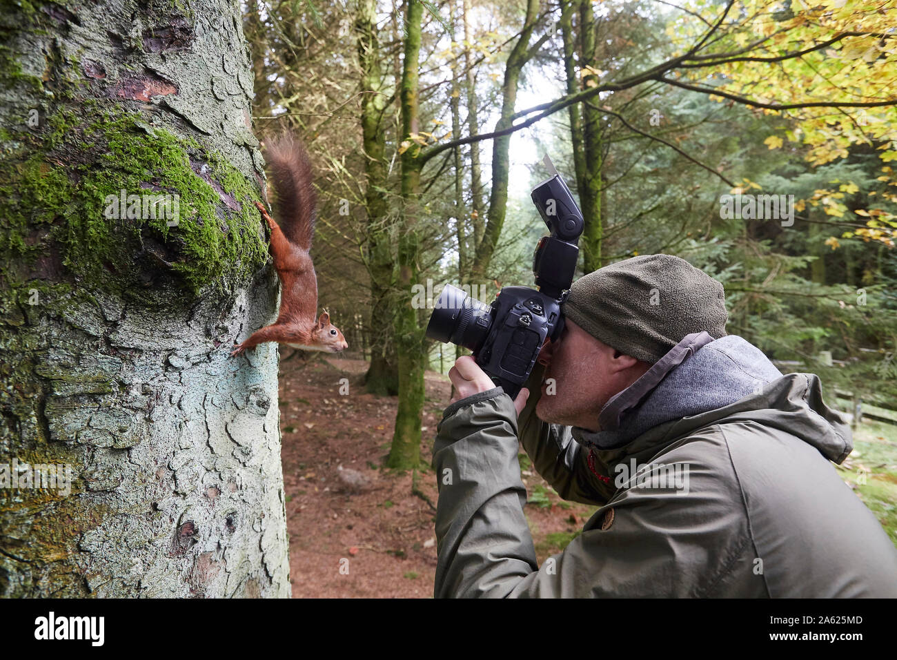 Photographer taking pictures of a Red Squirrel, Sciurus vulgaris,  that is posing in front of the camera, Snaizeholme near Hawes, Yorkshire Dales Nati Stock Photo