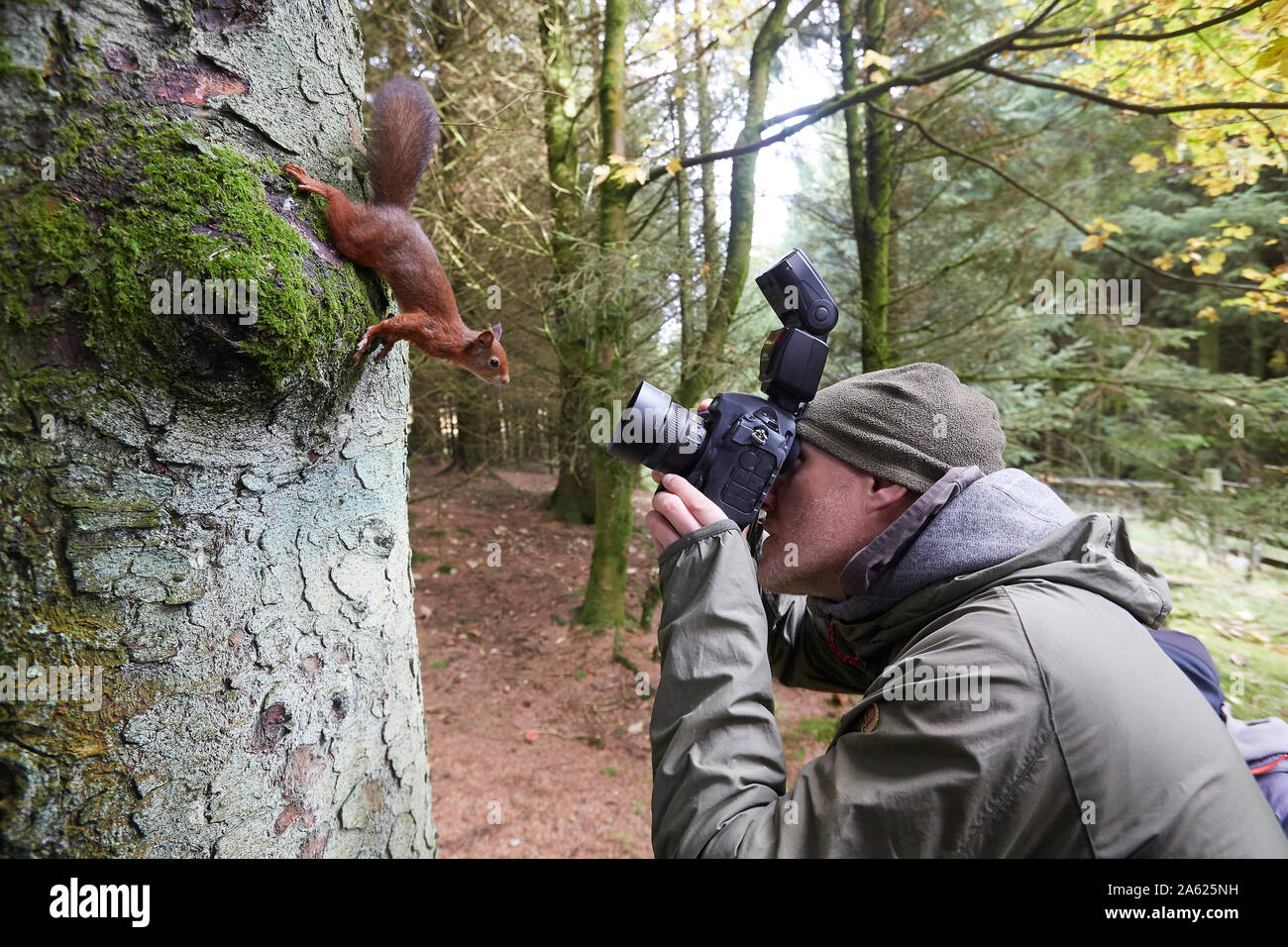 Photographer taking pictures of a Red Squirrel, Sciurus vulgaris,  that is posing in front of the camera, Snaizeholme near Hawes, Yorkshire Dales Nati Stock Photo