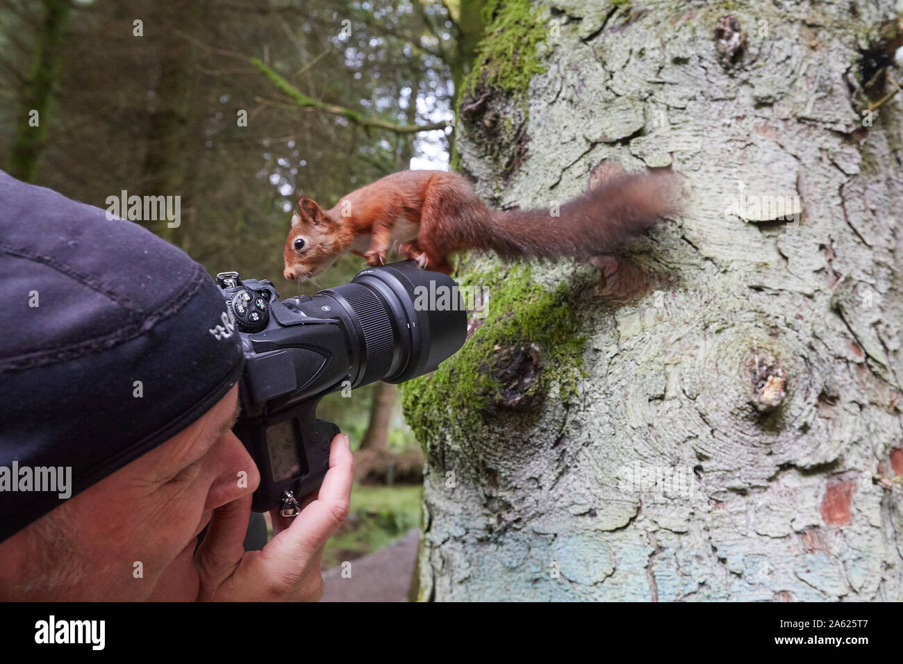 Photographer taking pictures of a Red Squirrel, Sciurus vulgaris,  that is standing on the camera, Hawes, Yorkshire Dales Nati Stock Photo