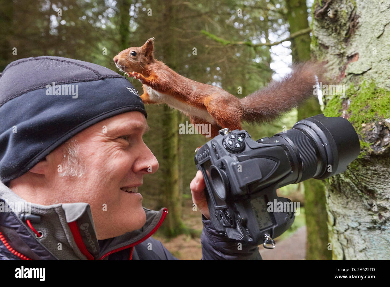 Photographer taking pictures of a Red Squirrel, Sciurus vulgaris,  that is standing on the camera, Hawes, Yorkshire Dales Nati Stock Photo