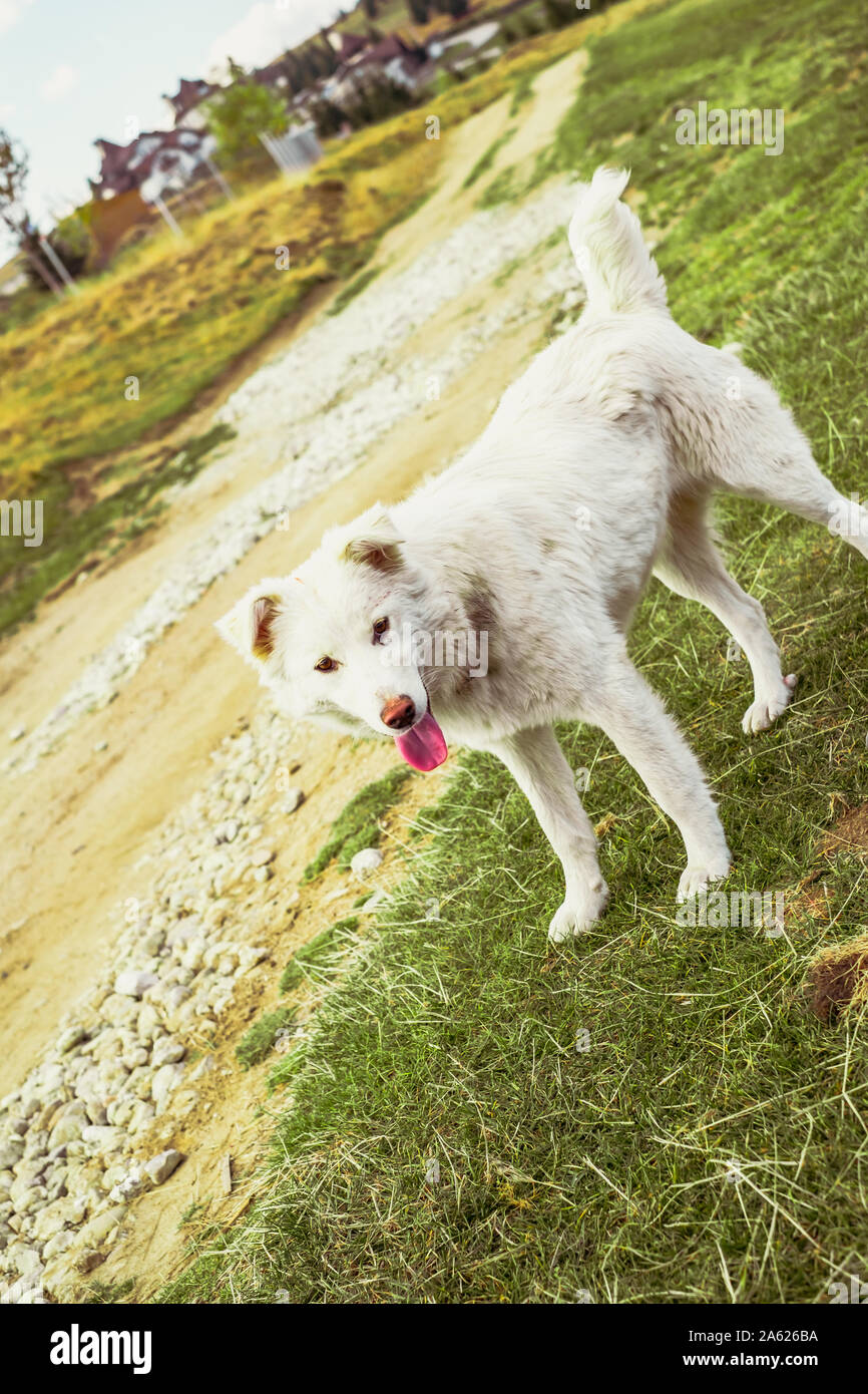 dog without owner in nature Stock Photo Alamy