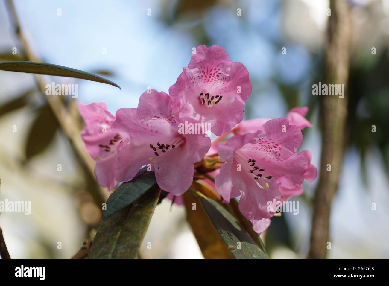 Rhododendron adenogynum 'Kirsty' at Clyne gardens, Swansea, Wales, UK. Stock Photo