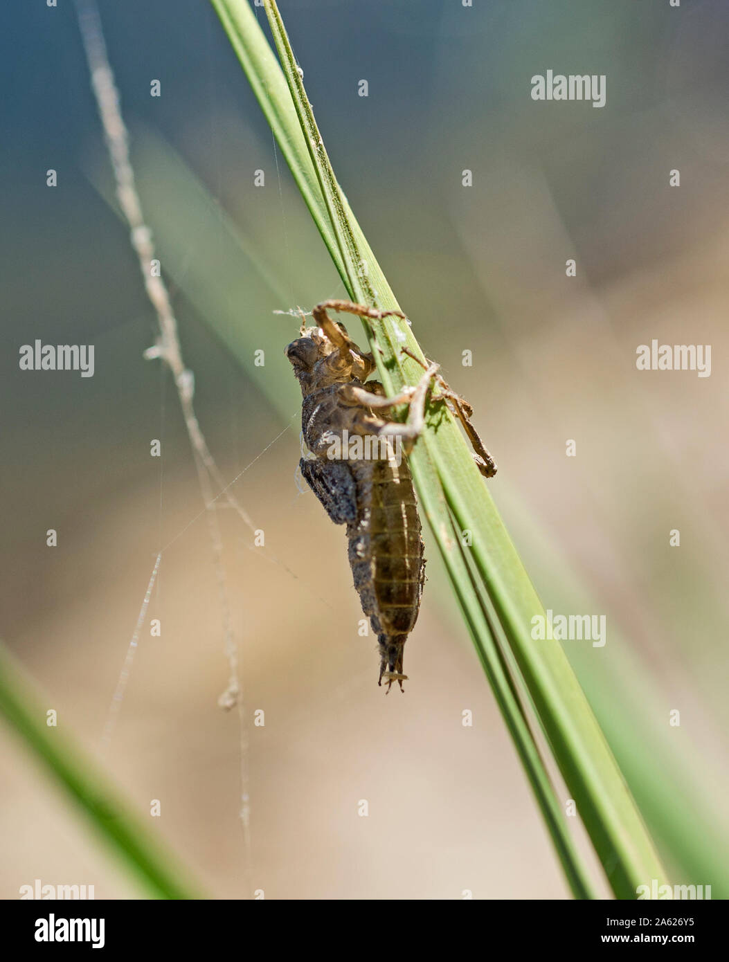 Closeup macro detail of Egyptian grasshopper anacridium aegyptium on plant stalk in field meadow Stock Photo