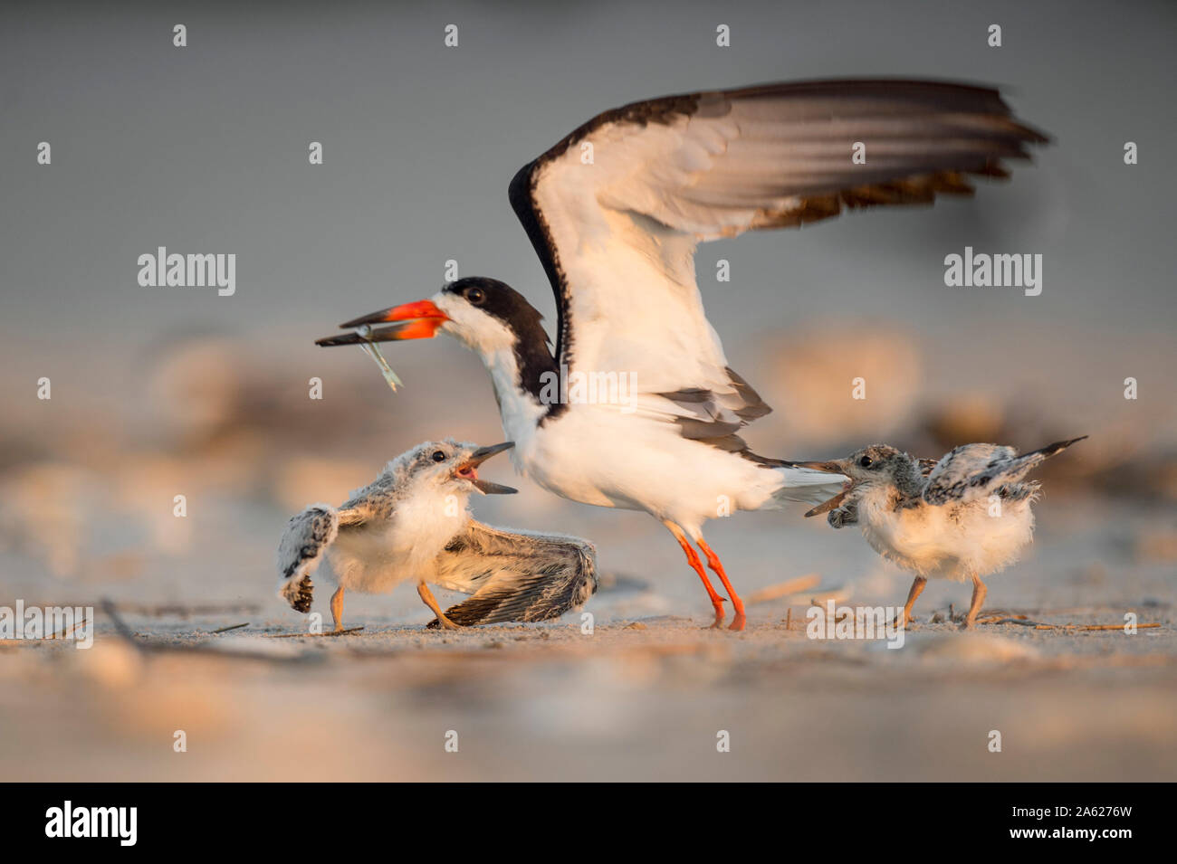An adult Black Skimmer is attacked by its two chicks on the beach as it returns with a fish to feed them. Stock Photo