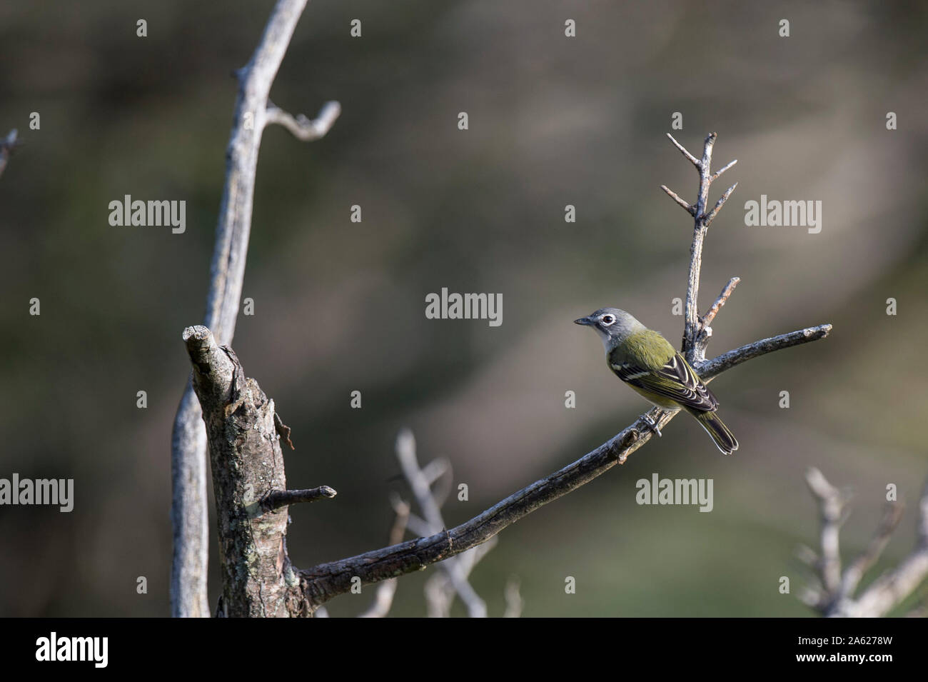 A Blue-headed Vireo perched on a dead branch in the bright sunlight. Stock Photo