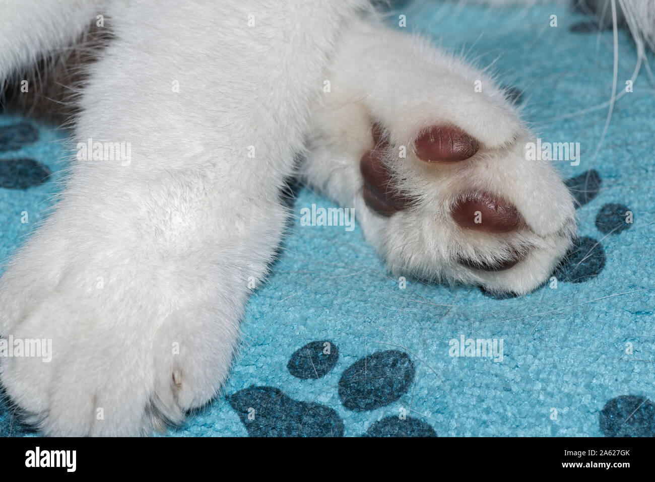 Close-up of a cat's paws with white fur Stock Photo