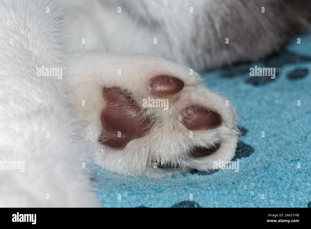 Close-up of a cat's paw with white fur from below Stock Photo