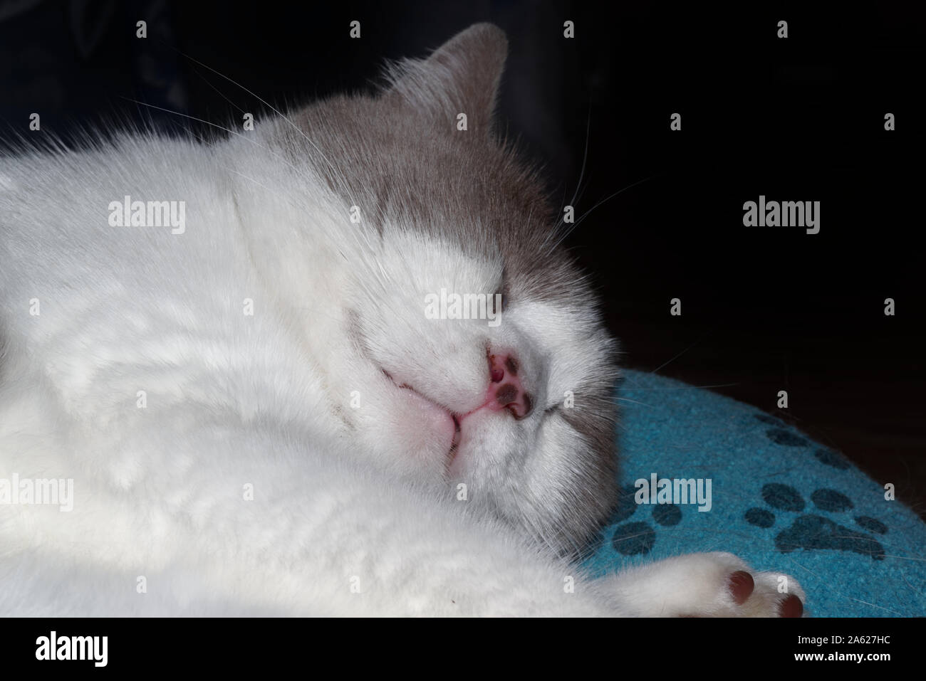 Close-up of a sleeping cat with white gray fur Stock Photo