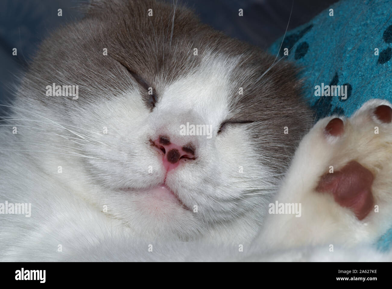 Close-up of a sleeping cat with white gray fur Stock Photo