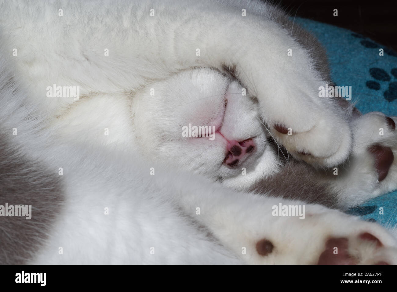 Close-up of british shorthair cat while sleeping Stock Photo