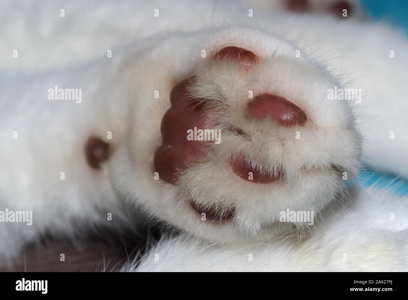 Close-up of a cat's paw with white fur from below Stock Photo