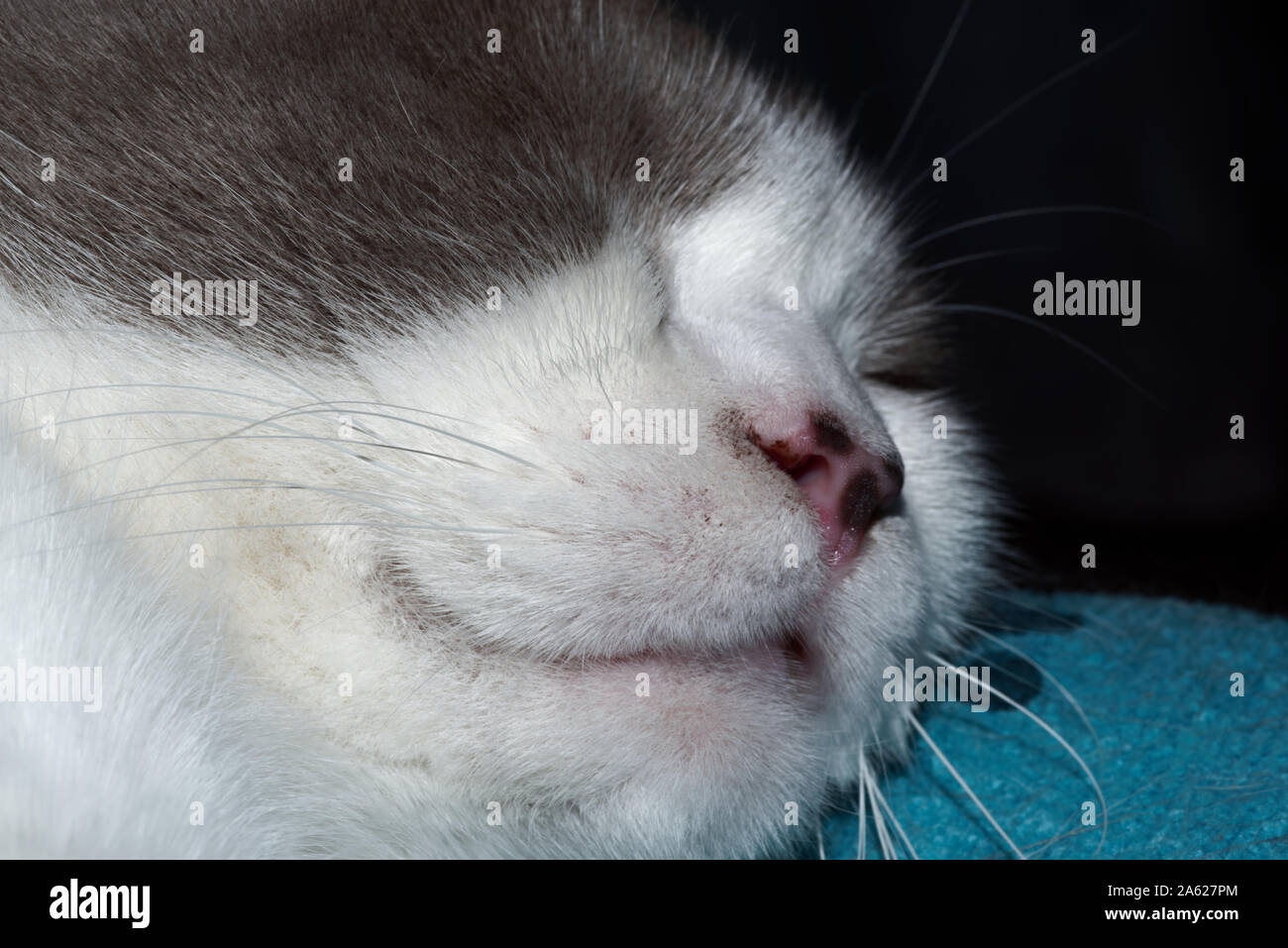 Close-up of a cat's head while sleeping Stock Photo