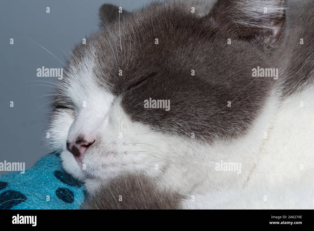Close-up of a sleeping cat with white silver fur Stock Photo