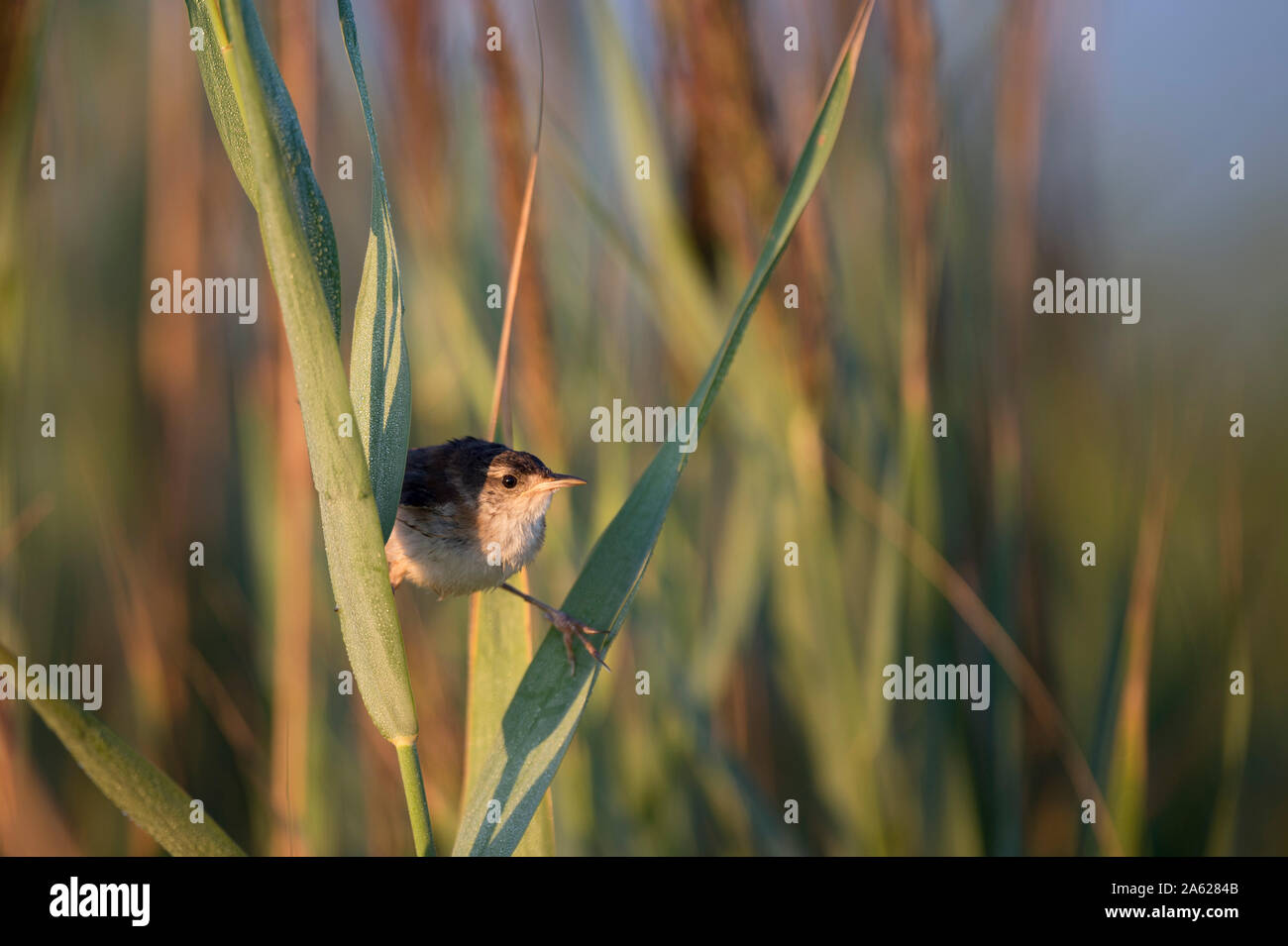 A tiny and cute Marsh Wren perched in the marsh grasses in the early morning sunlight. Stock Photo