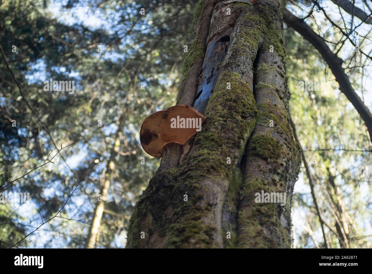 Beech and fungus on a tree in woodland Stock Photo