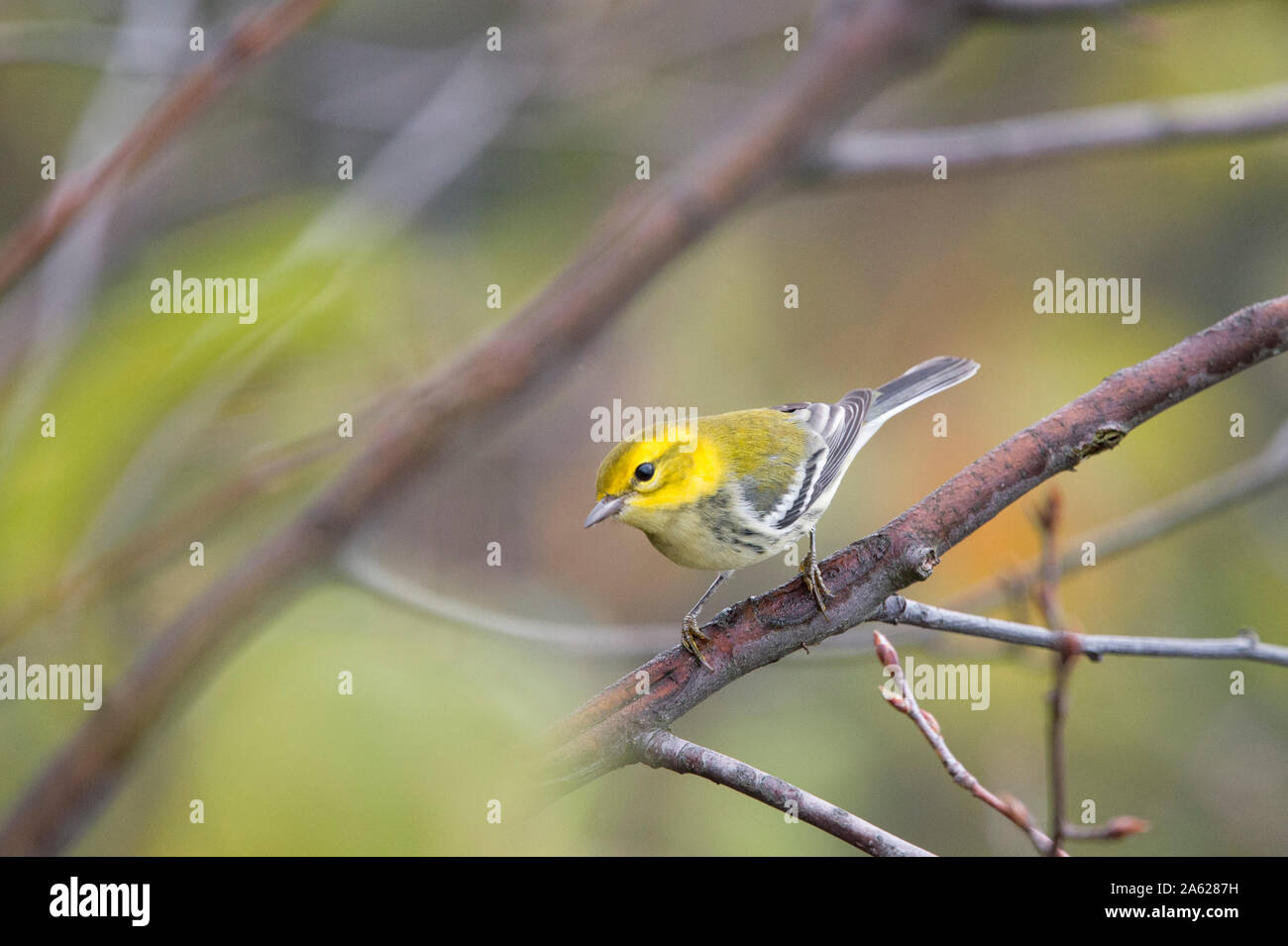 A Black-throated Green Warbler perched in a tree with green leaves in its fall non-breeding plumage. Stock Photo