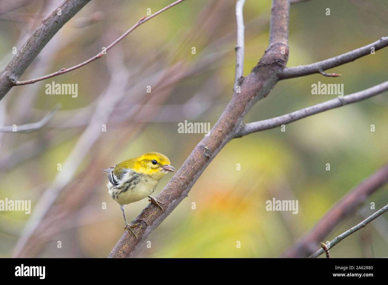 A Black-throated Green Warbler perched in a tree with green leaves in its fall non-breeding plumage. Stock Photo
