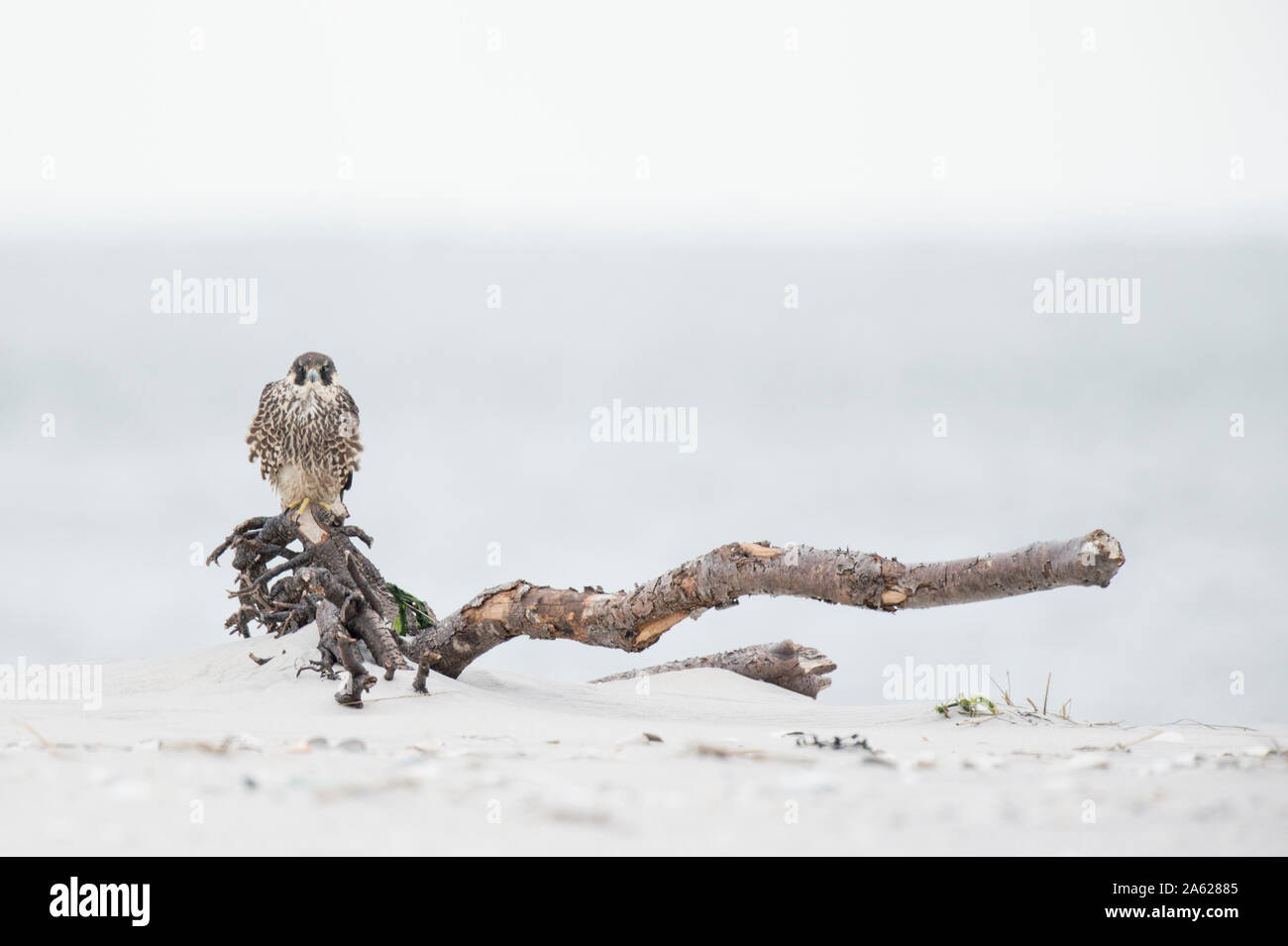 A Peregrine Falcon perched on a piece of driftwood on the wide open beach in soft overcast light. Stock Photo