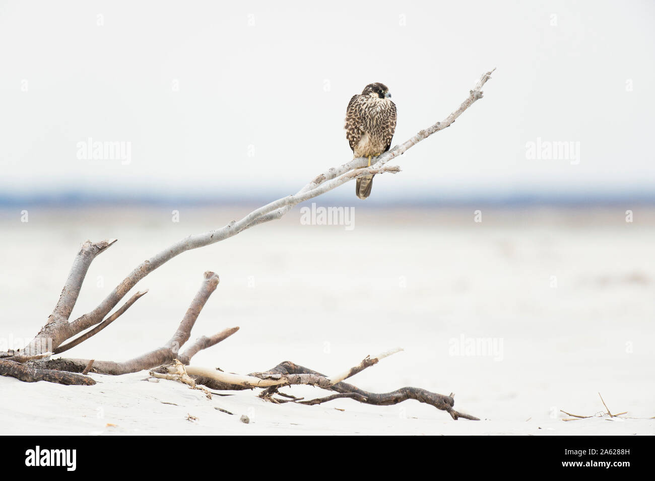 A Peregrine Falcon perched on a piece of driftwood on the wide open beach in soft overcast light. Stock Photo