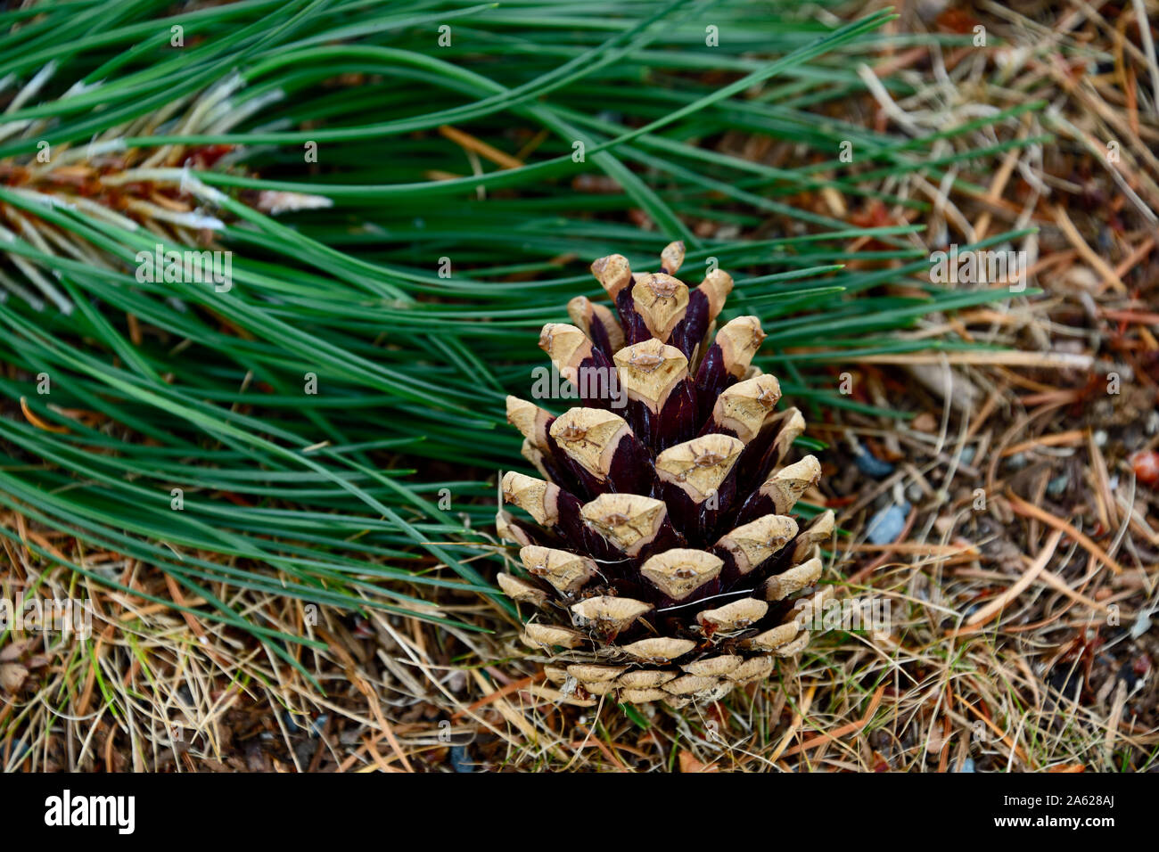 A pine cone that has fallen to the ground Stock Photo