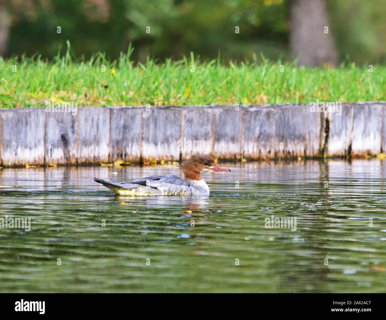 Common goosander Mergus merganser, female Stock Photo Alamy