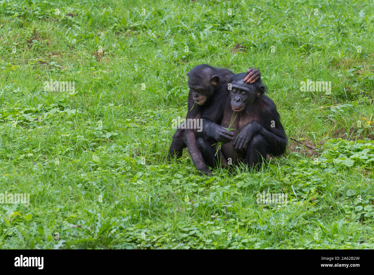 Funny ape hi-res stock photography and images - Alamy Funny ape hi-res stock photography and images - Alamy
