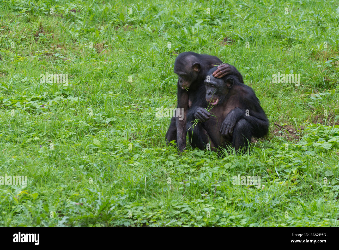 Funny Gorilla High Resolution Stock Photography And Images Alamy