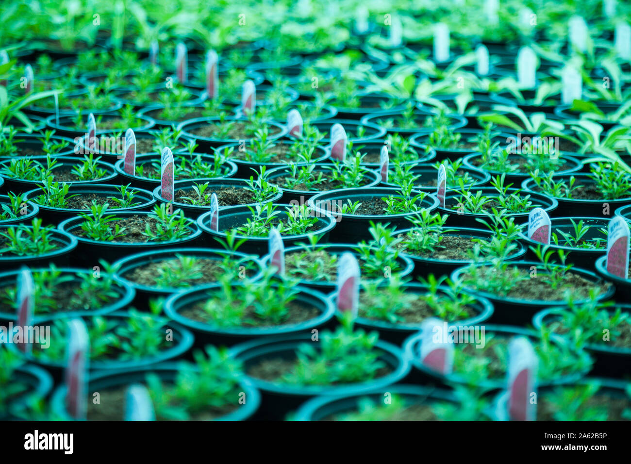 A close up of a tray of Alpine seedlings (Dianthus Deltoids) growing in their pots in a garden centre in Stockton on Tees,England,UK Stock Photo