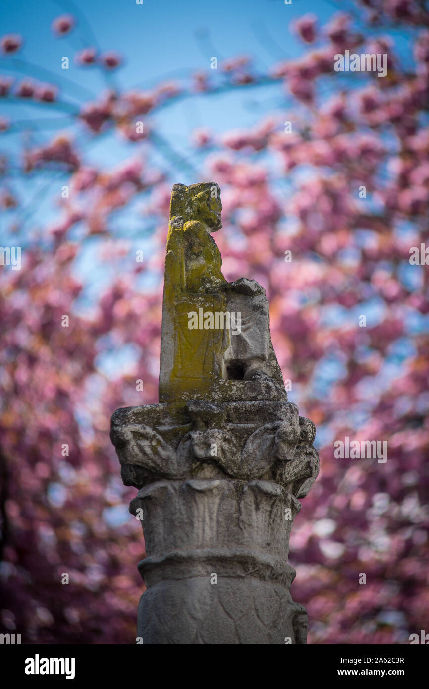 A mossy old monument in front of cherry blossoms. Selective focus. Stock Photo