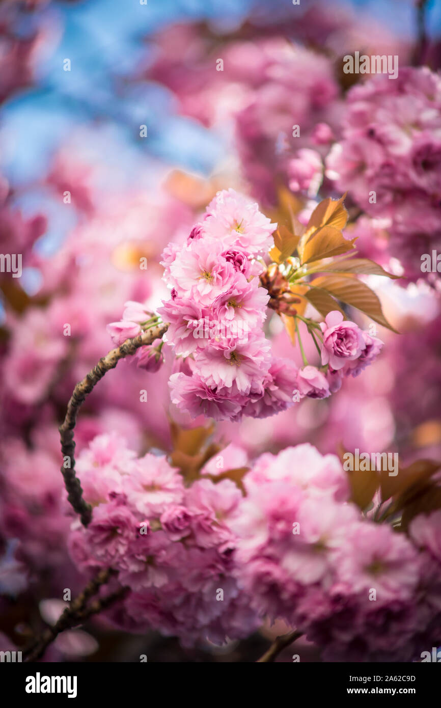 A cherry tree branch at cherryblossom in Bonn. Selective focus. Stock Photo