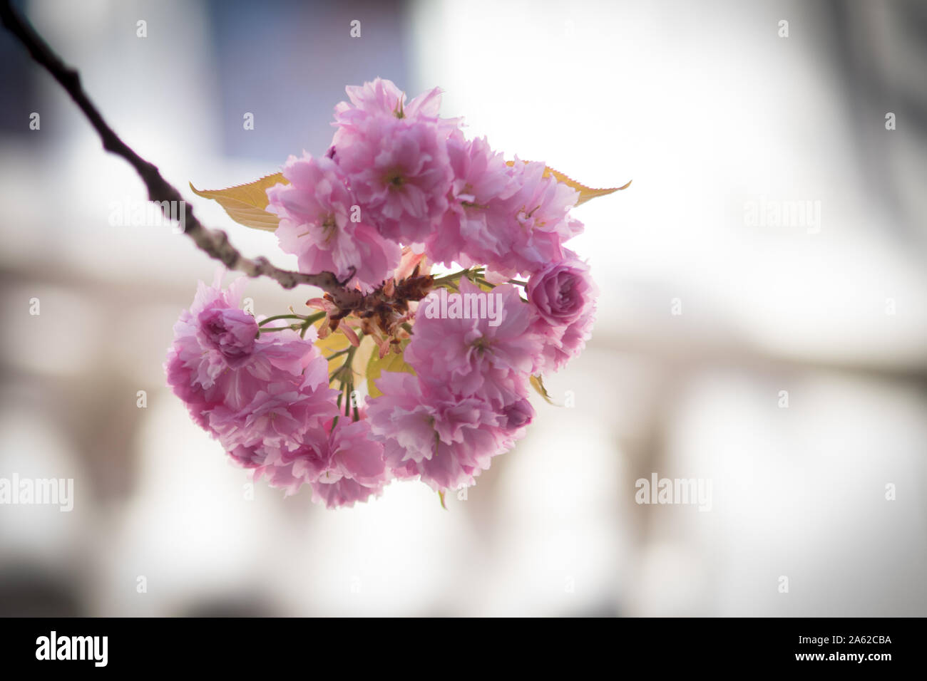 Cherry blossoms in front of a house front. Selective focus. Stock Photo