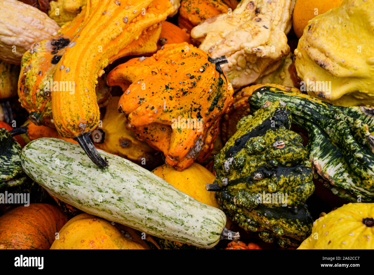 Kürbis Sammlung in verschiedenen Farben / Halloween Dekoration / Herbstdekoration / Herbstbilder / Pumpkin collection in different colors / halloween Stock Photo