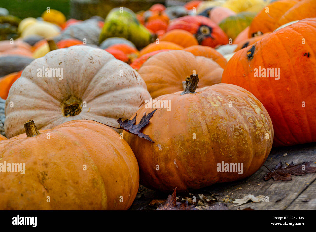 Kürbis Sammlung in verschiedenen Farben / Halloween Dekoration / Herbstdekoration / Herbstbilder / Pumpkin collection in different colors / halloween Stock Photo