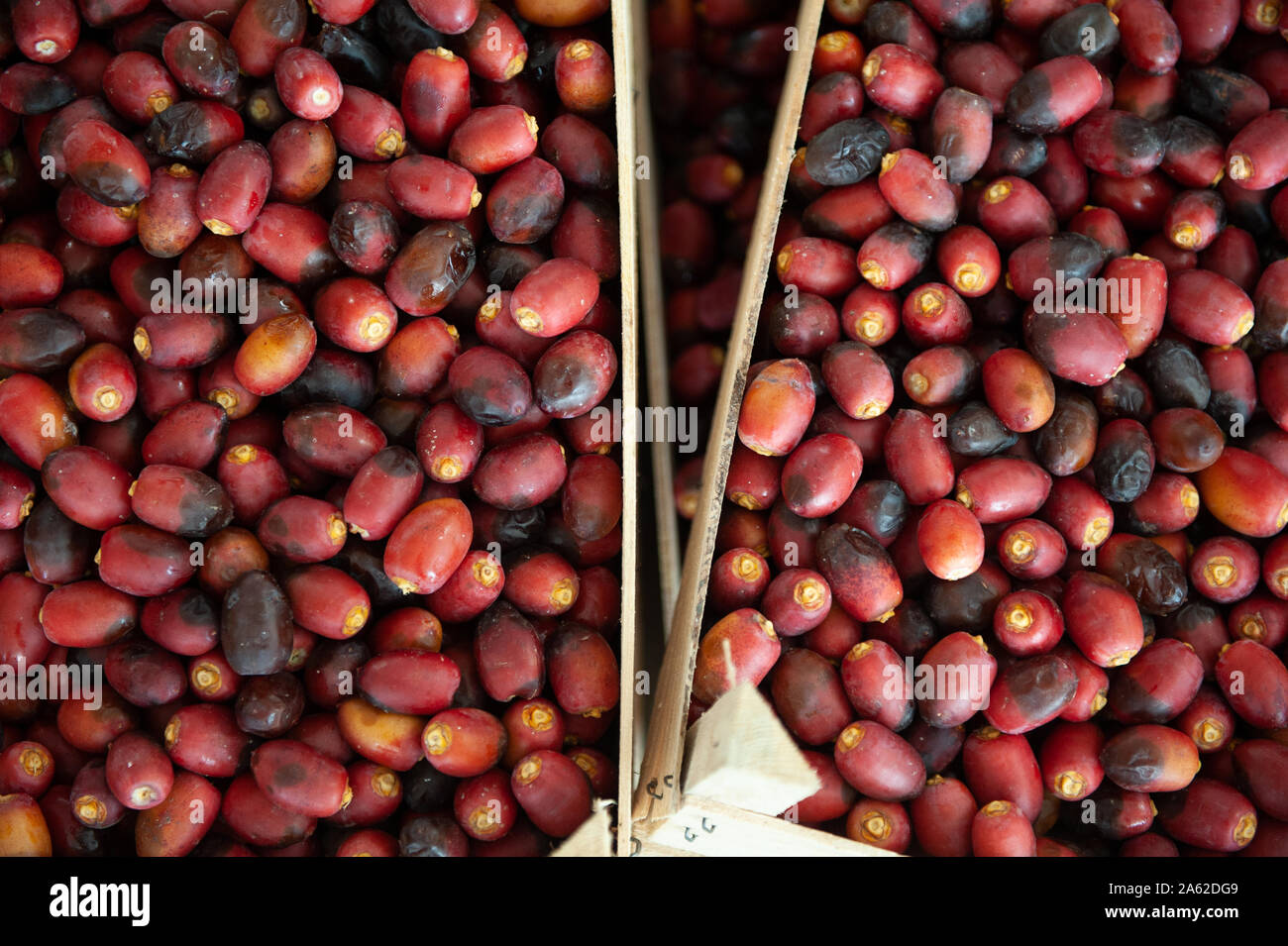 Local omani culture hires stock photography and images Alamy