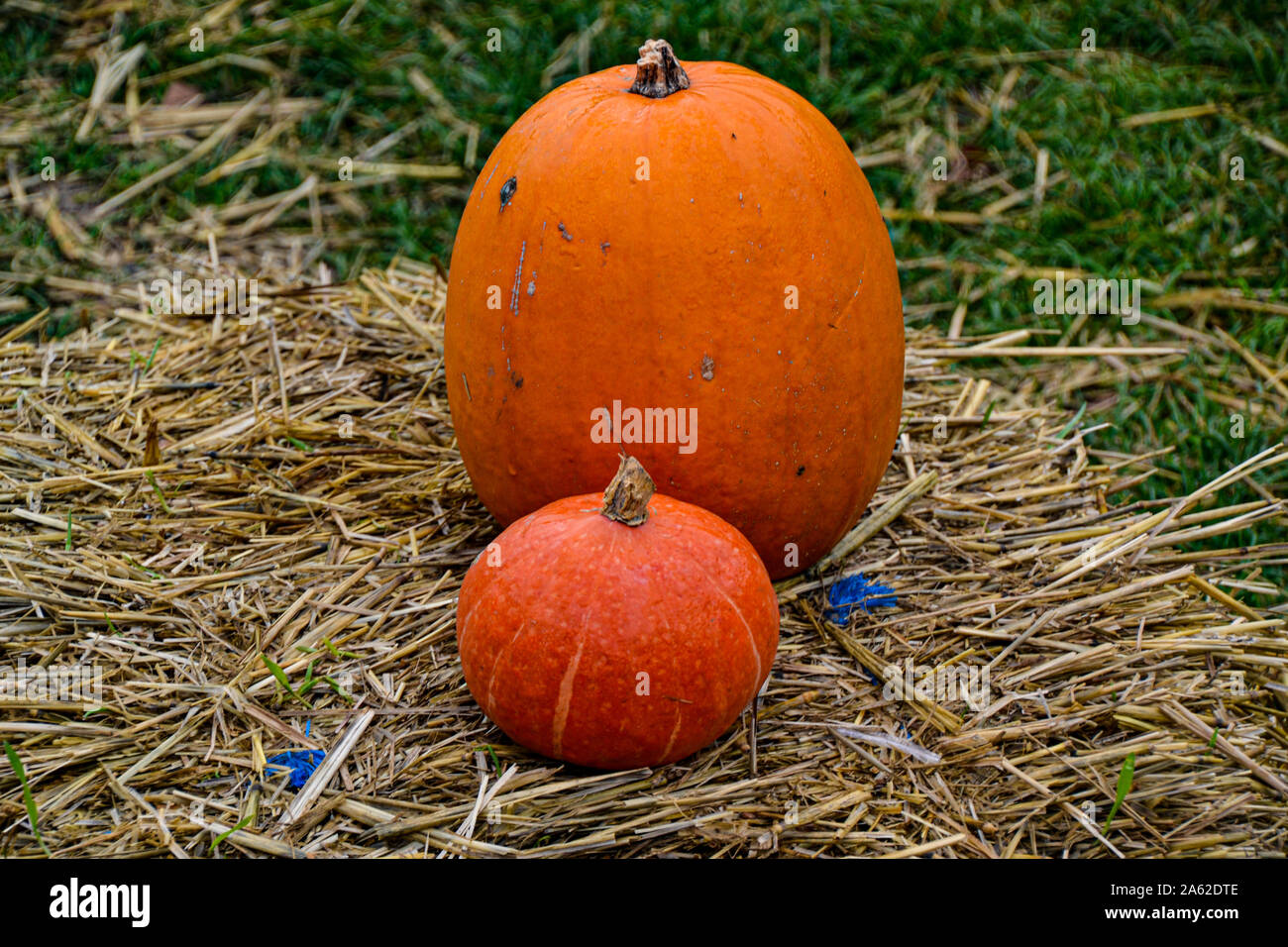 Pumpkins from all over the world | Pumpkin collections | Happy Halloween | Creepy Pumpkins | Pumpkin figures | Autumn pictures | Autumn decoration Stock Photo