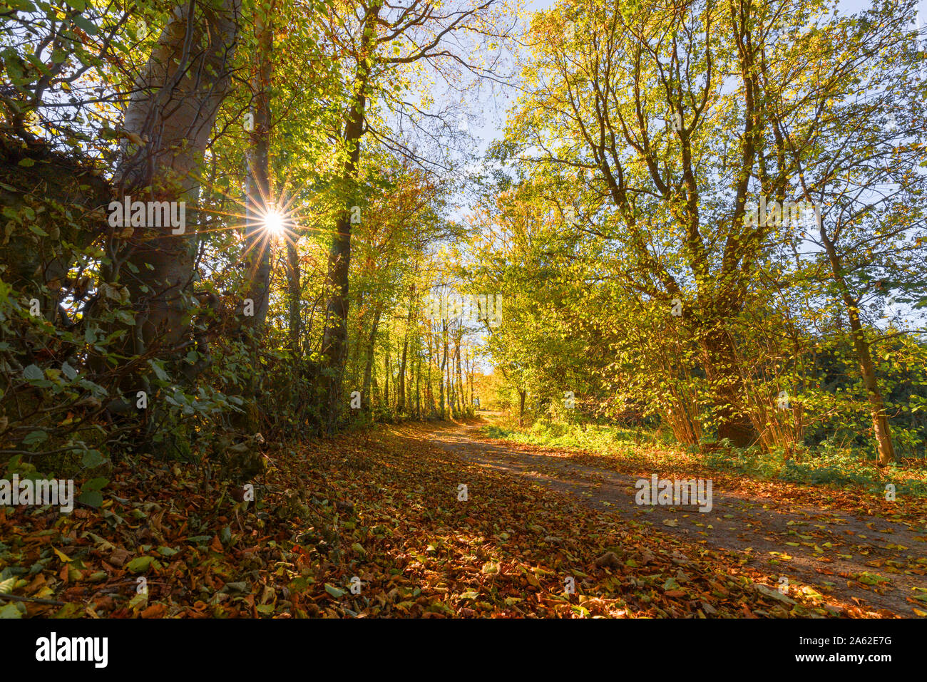 Indian beech tree hi-res stock photography and images - Alamy