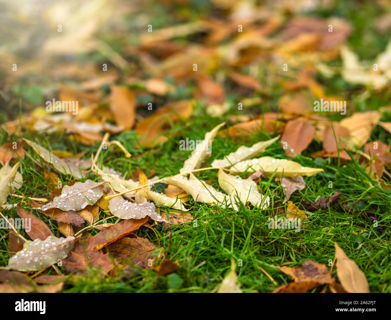 Fallen yellow and orange autumn maple leaves on green grass on the ...