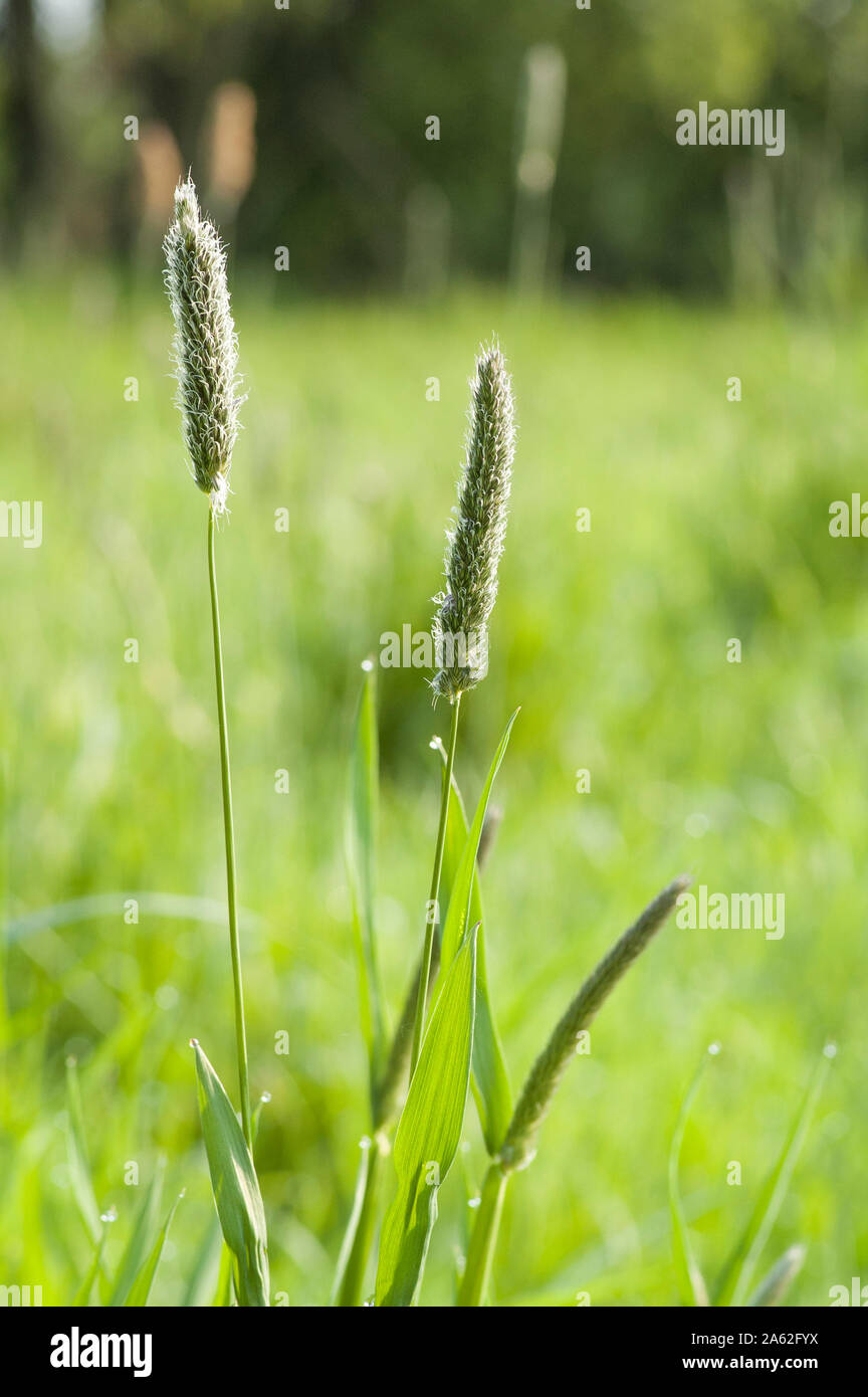 Closeup of timothy grass (binomial name Phleum pratense), a member of the grass family. Meadow in the morning with a soft light and blurred buckground Stock Photo