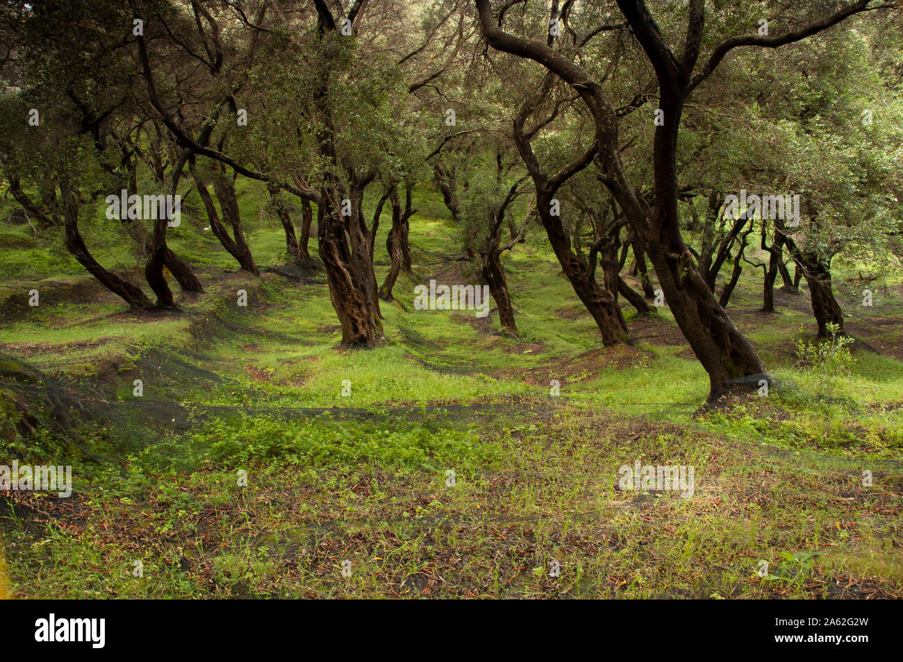 Olive Grove in Greece. Olive oil trees on uneven terrain. Olive garden