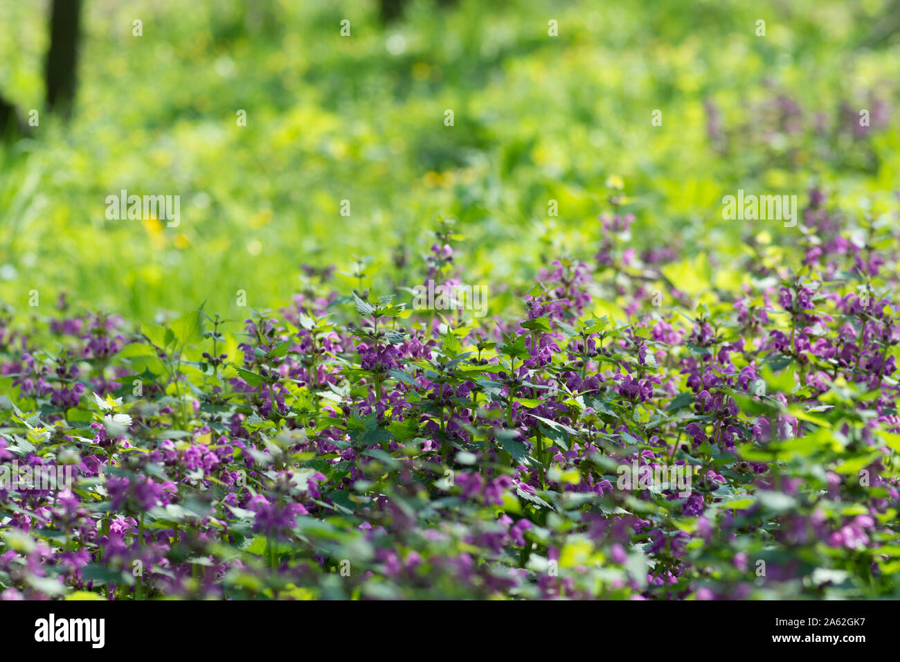 Field Of Blooming Purple Wildflowers In Park On Spring Time Close Up Of Flowers And Blurred Background For Subtitles Grows In The Wild Stock Photo Alamy