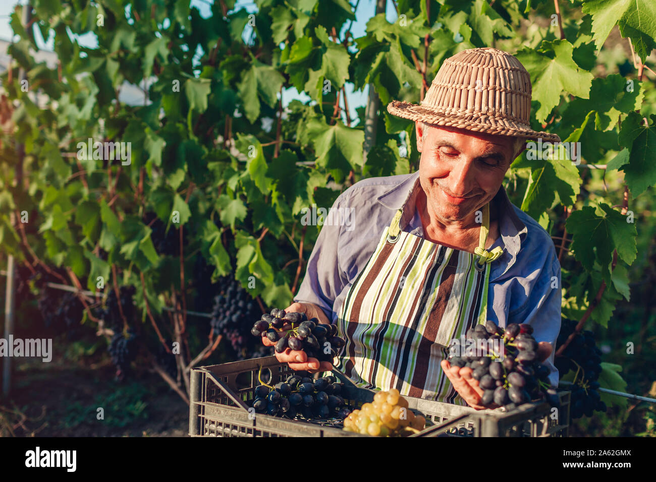 Farmer picking crop of grapes on ecological farm. Happy senior man holding green and blue grapes. Gardening, farming concept Stock Photo