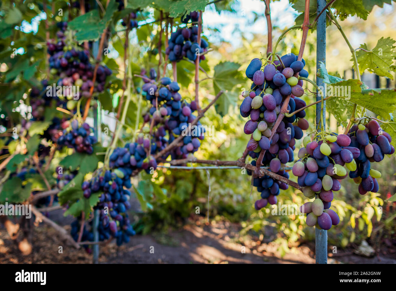 Crop of table grapes on ecological farm. Big bunches of blue delight grape hanging in garden