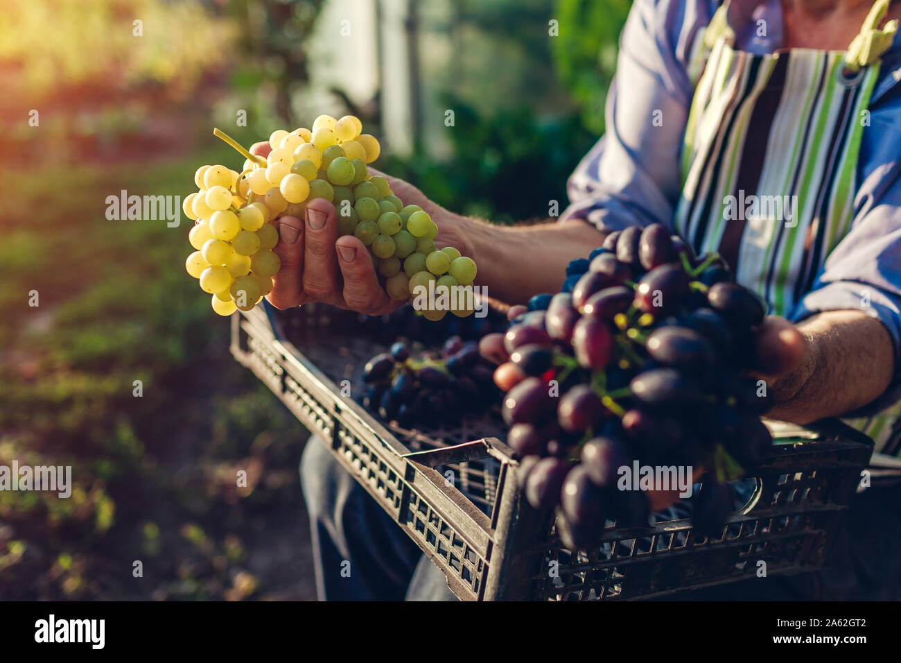 Autumn harvesting. Farmer picking crop of grapes on ecological farm. Happy senior man holding green and blue grapes. Gardening, farming concept Stock Photo